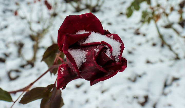 роза в снегу