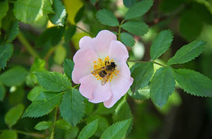 пчела на шиповнике