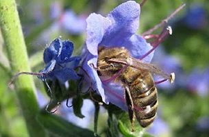 лен и пчелы