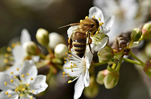 пчелы собирают нектар