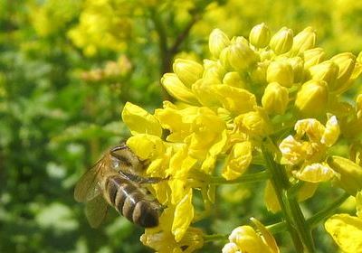 пчелы и посевы горчицы