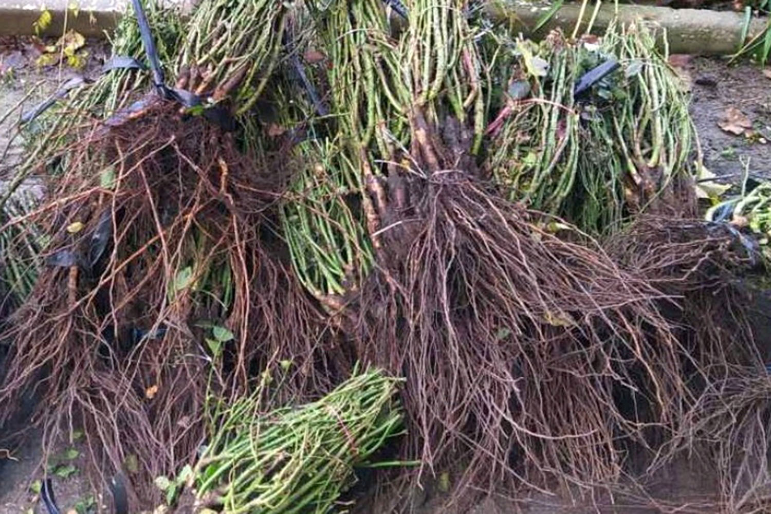 саженцы роз