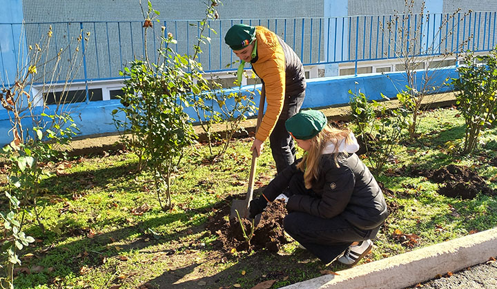 высадка роз