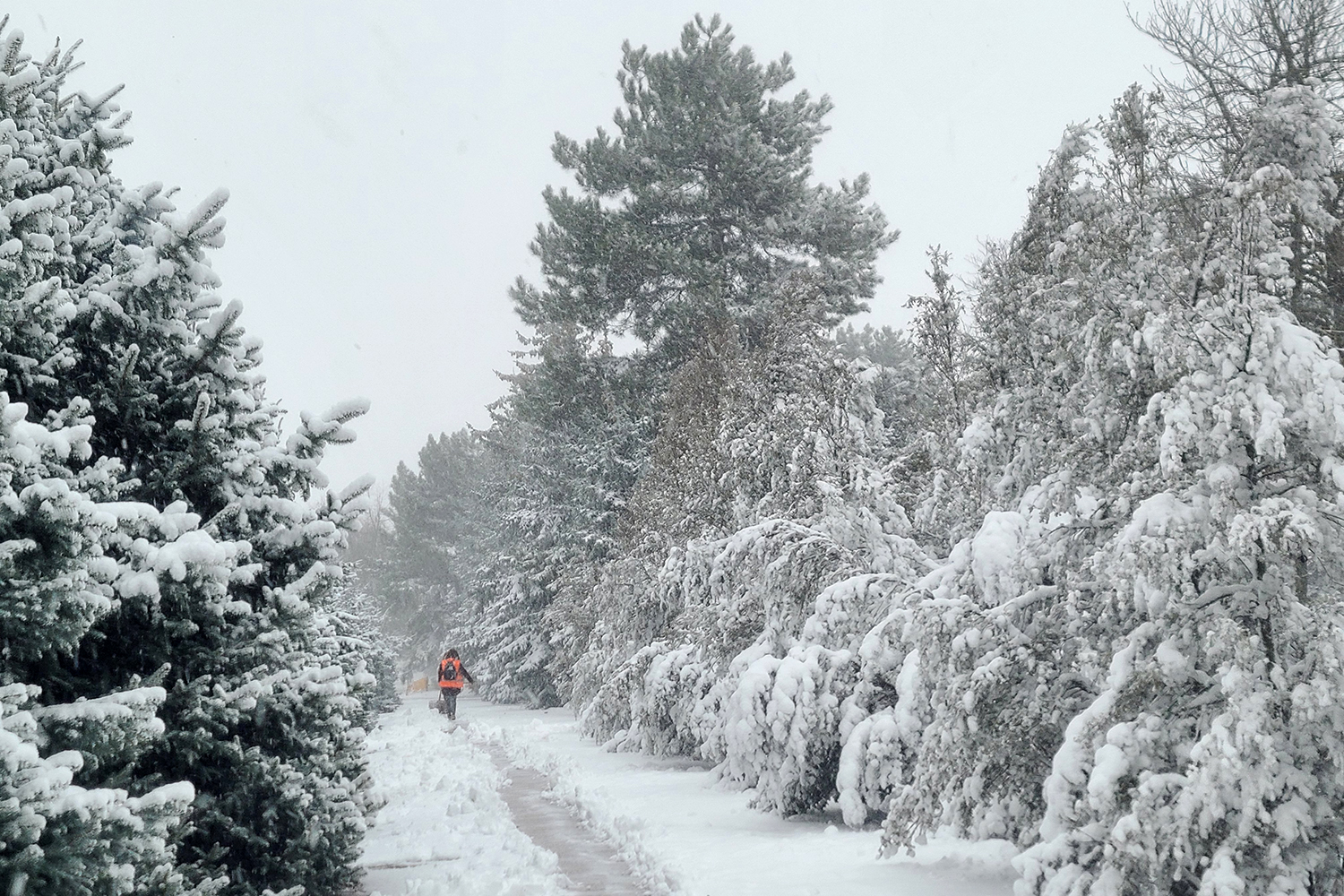 фото Стародубова