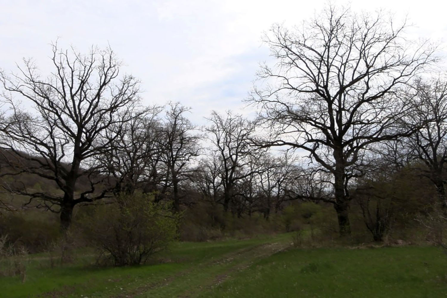 восстановление лесов