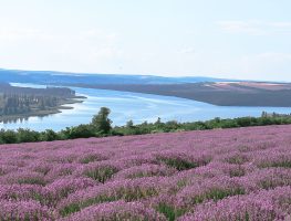 lavanda-2023_002